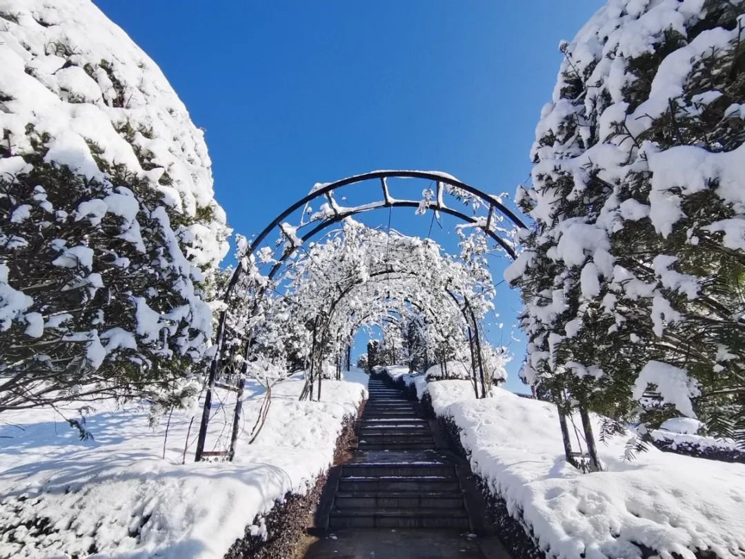 雪落玉龙，，，三冬含暖。。。。。
