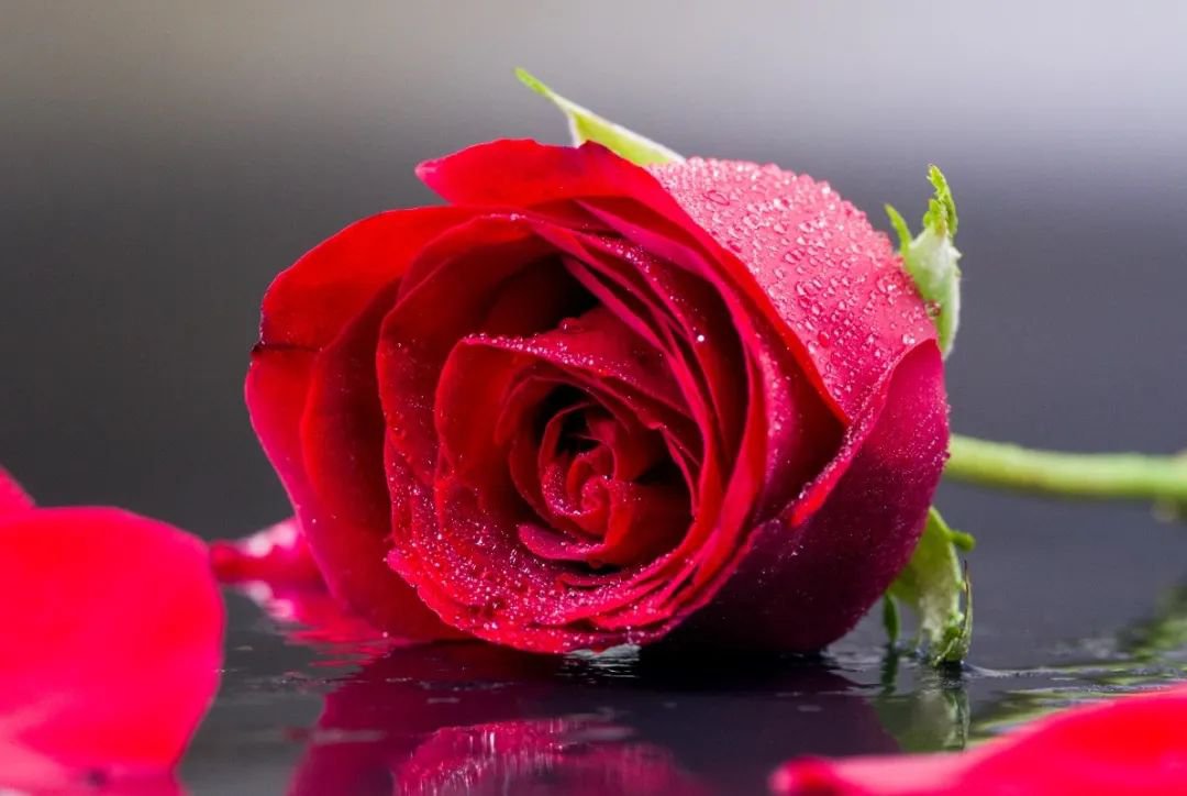 女神节 | 致敬“她”实力，，，，，，，共筑优美未来